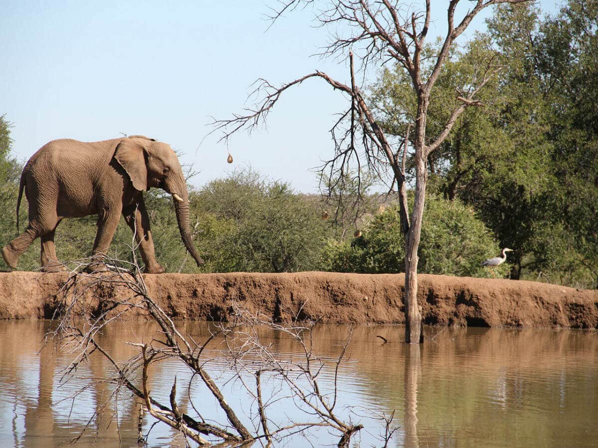 PILANESBERG NATIONAL PARK in south africa