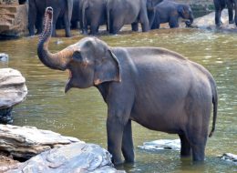 Pinnawala Elephant Orphanage