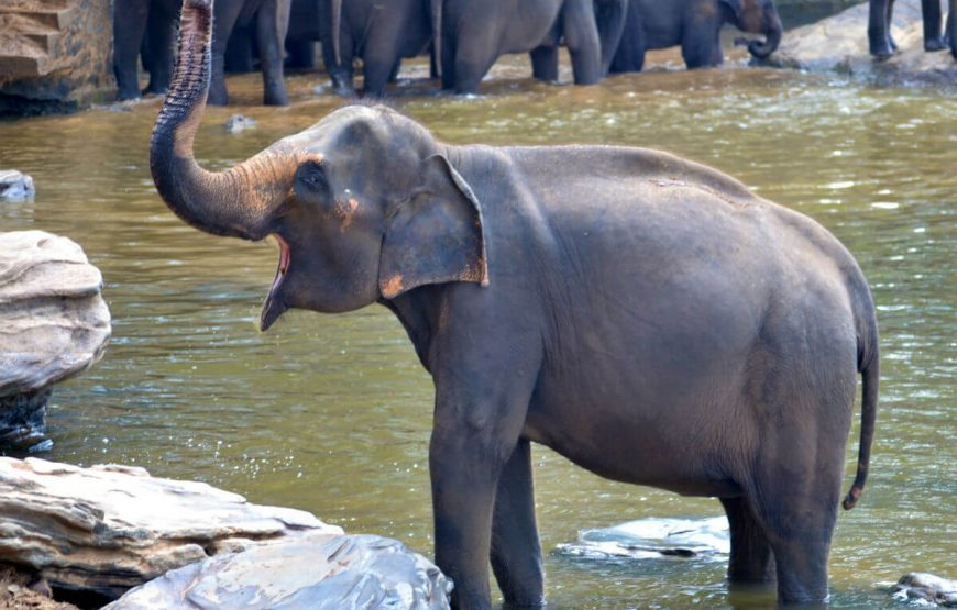 Pinnawala Elephant Orphanage