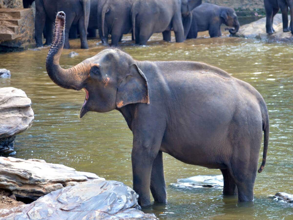 Pinnawala Elephant Orphanage