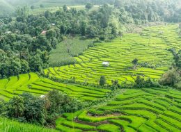 Rice Terraces Thailand