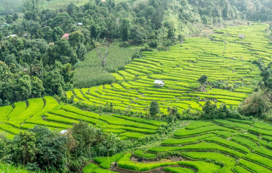 Rice Terraces Thailand