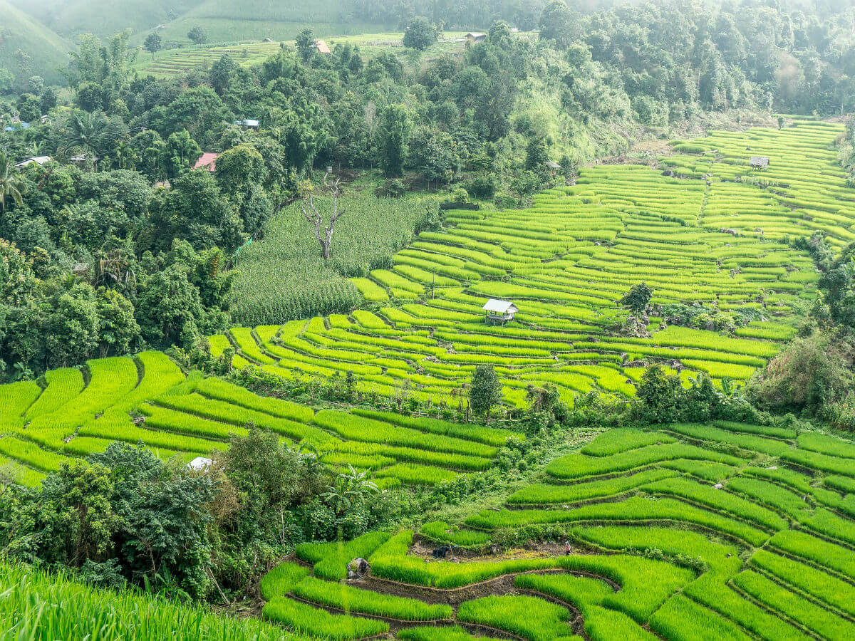 Rice Terraces Thailand