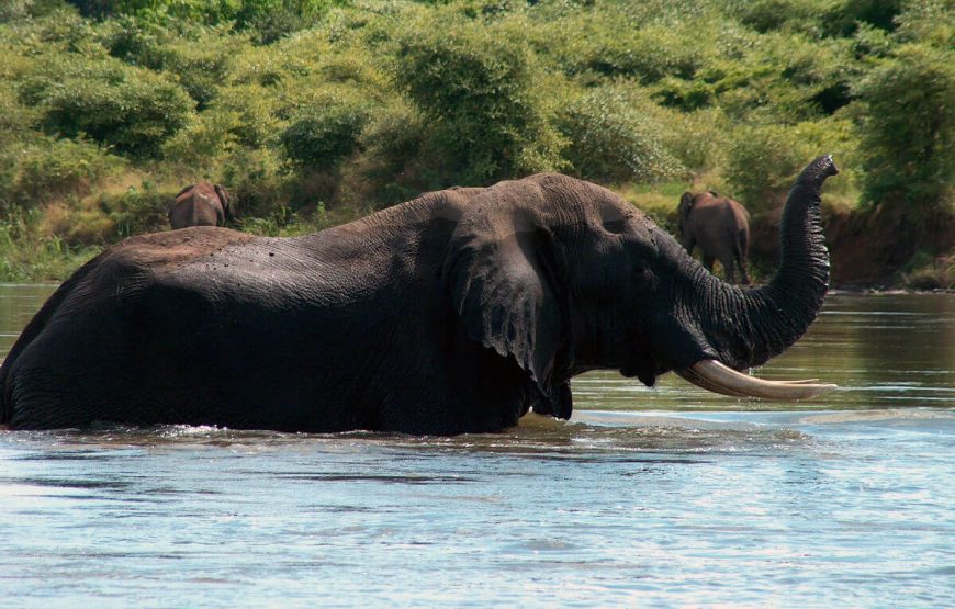 River Safari