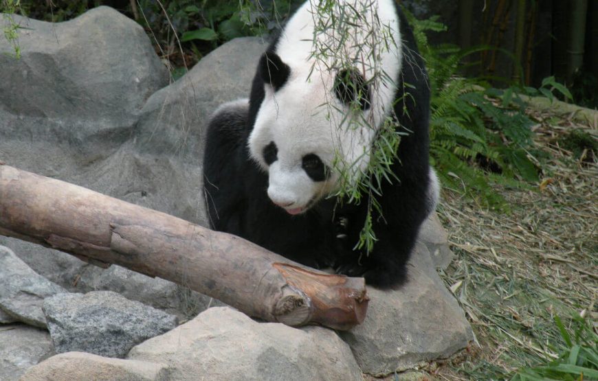 River safari Panda