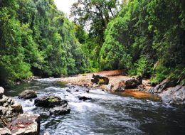 Taman Negara tour package