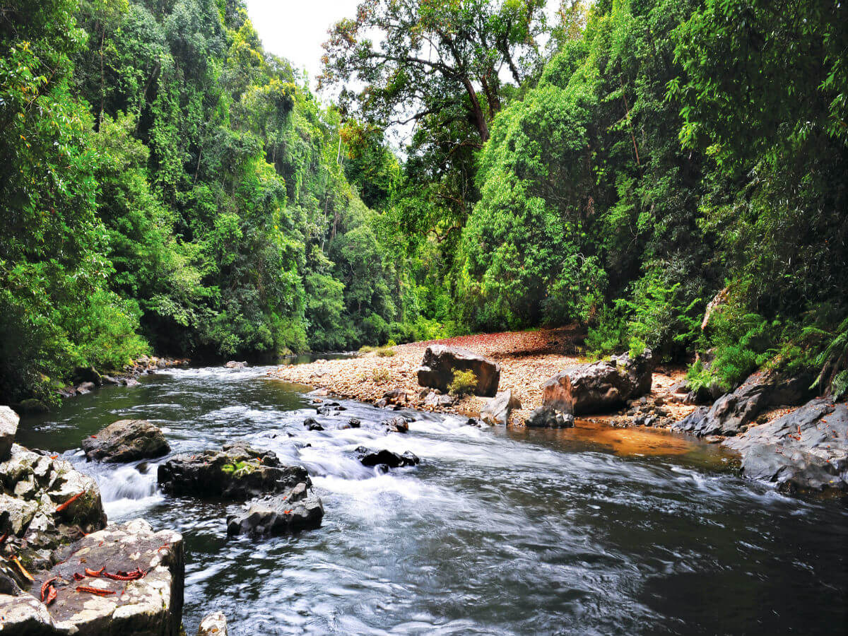 Taman Negara tour package