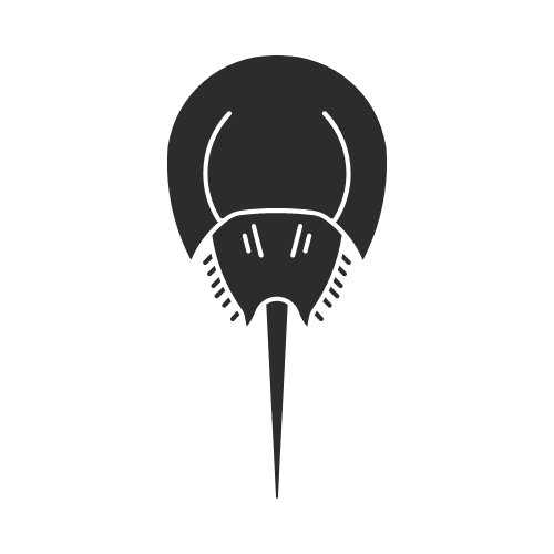 Horseshoe Crab