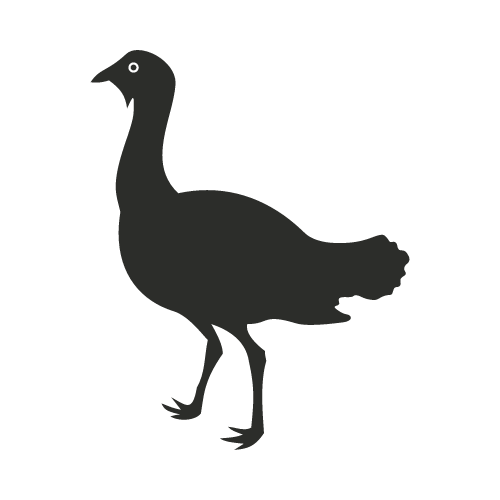 houbara bustard