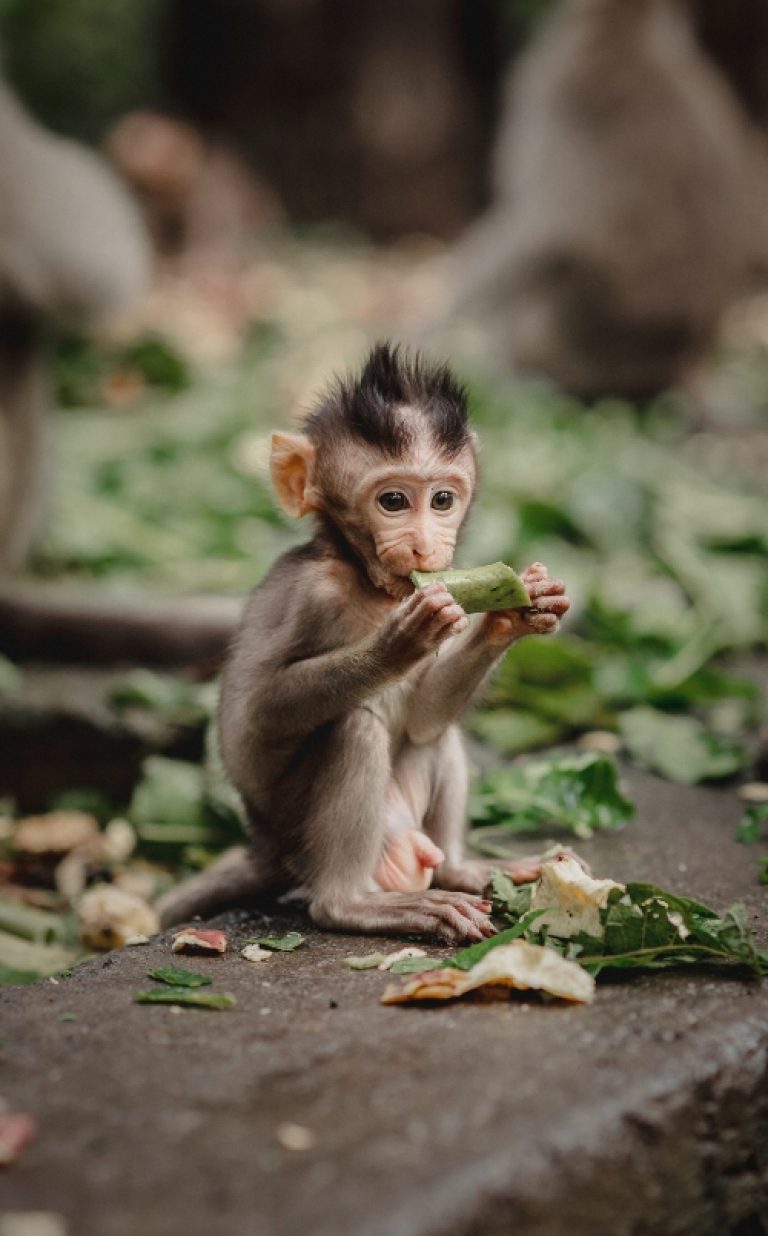 ubud monkey forest