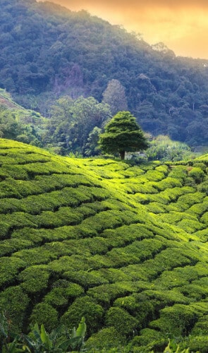 Darjeeling Honeymoon Packages