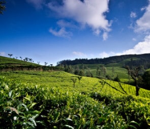 Ooty Honeymoon Packages