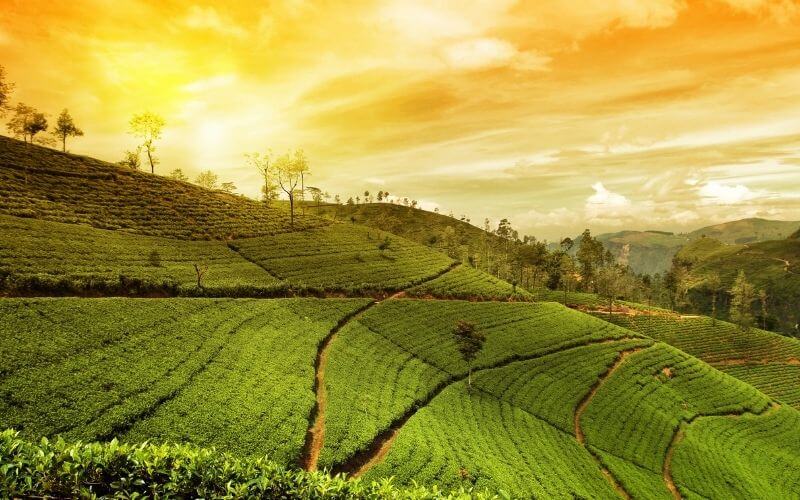 Munnar Trip Package for Couples
