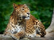 leopard in sri lanka