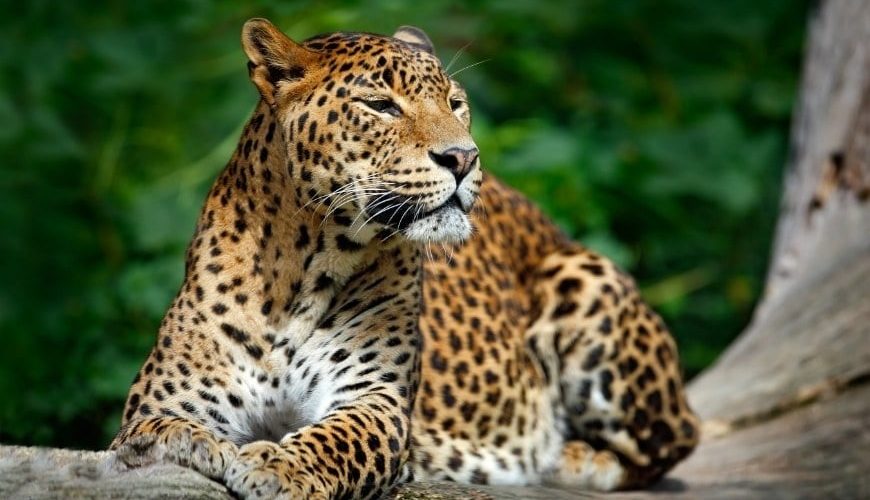 leopard in sri lanka