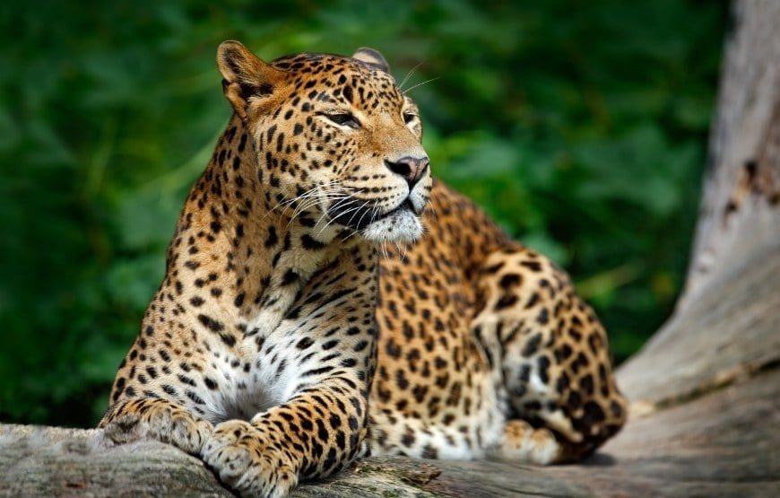 leopard in sri lanka