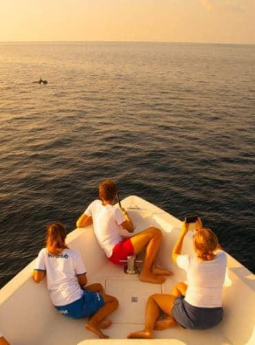 Dolphin Watching in Maldives