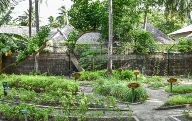 Garden at Adaaran Club Rannalhi