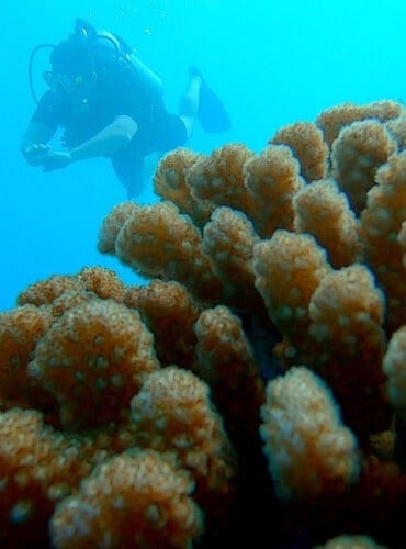 Scuba Diving at Adaaran Vadoo
