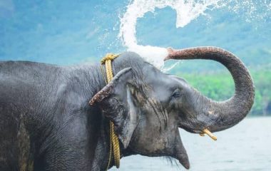 Anantya Resorts Elephant Bathing