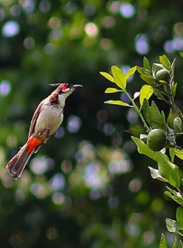 Bird Watching at Tamara Coorg