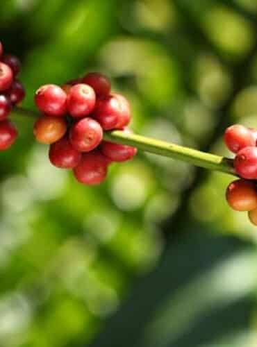 Blossom to Brew at Tamara Coorg