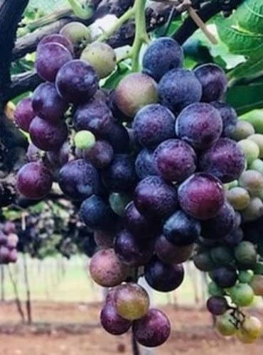 Thekkady Niraamaya Grape Farm Visit
