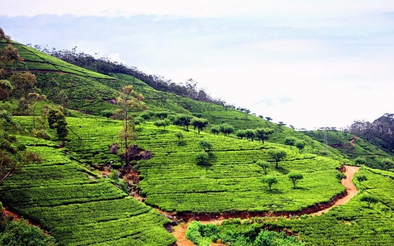 Tea Estate Sri Lanka Tour Package