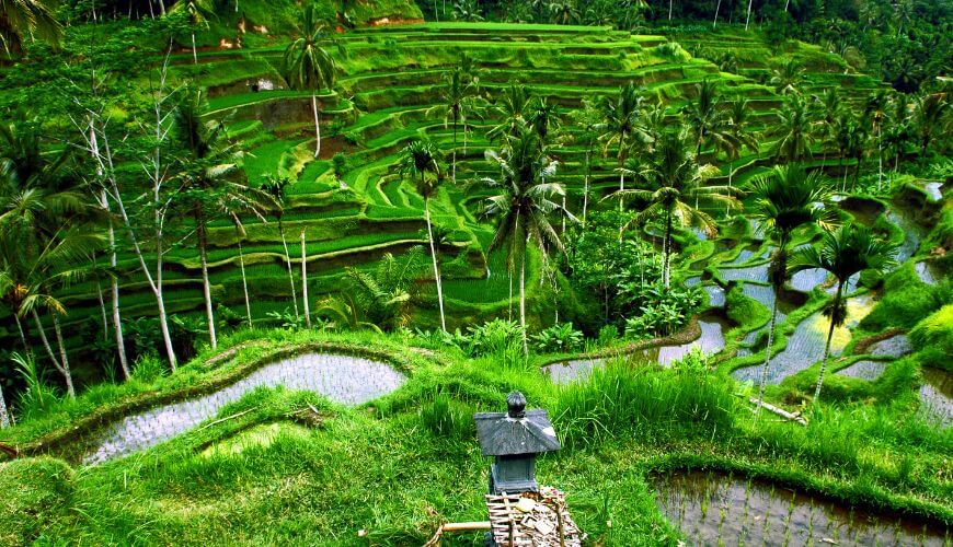 Bali Local Tour Package