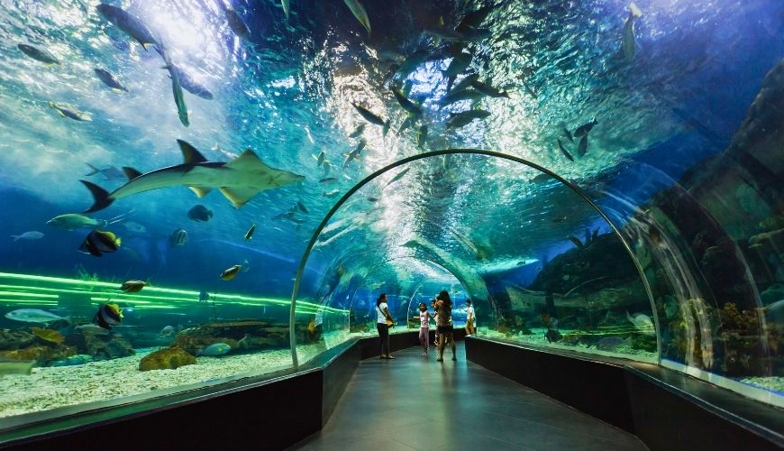 Reasons to Visit Dubai Aquarium