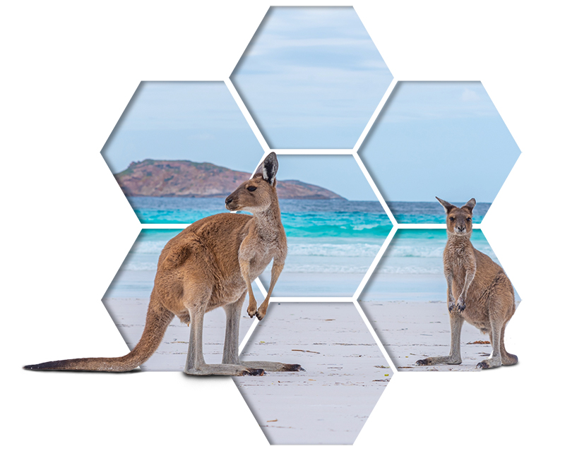 Australia Unique Wildlife Tour