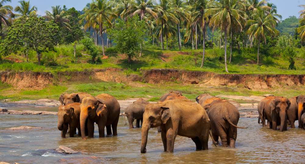 sri lanka holiday packages