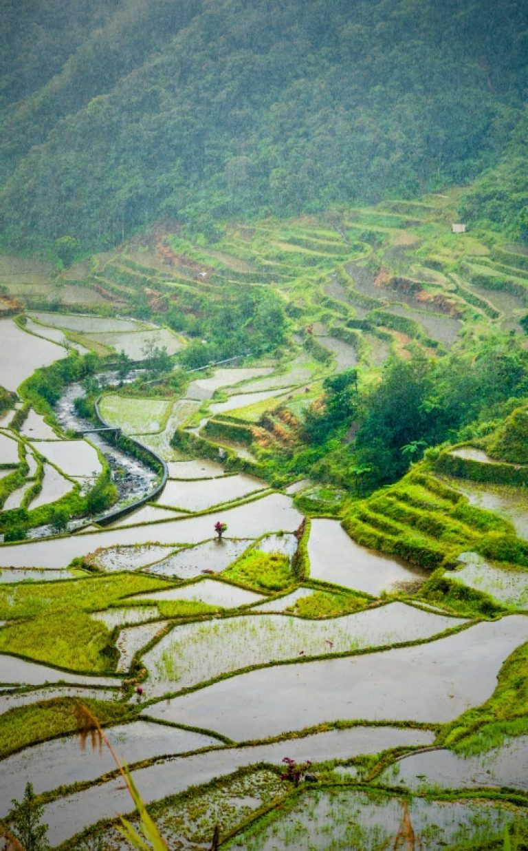 Banaue Rice Terraces