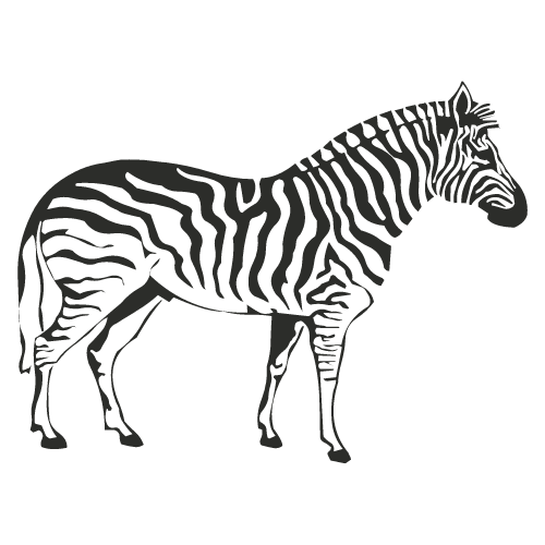 Cape Mountain Zebra